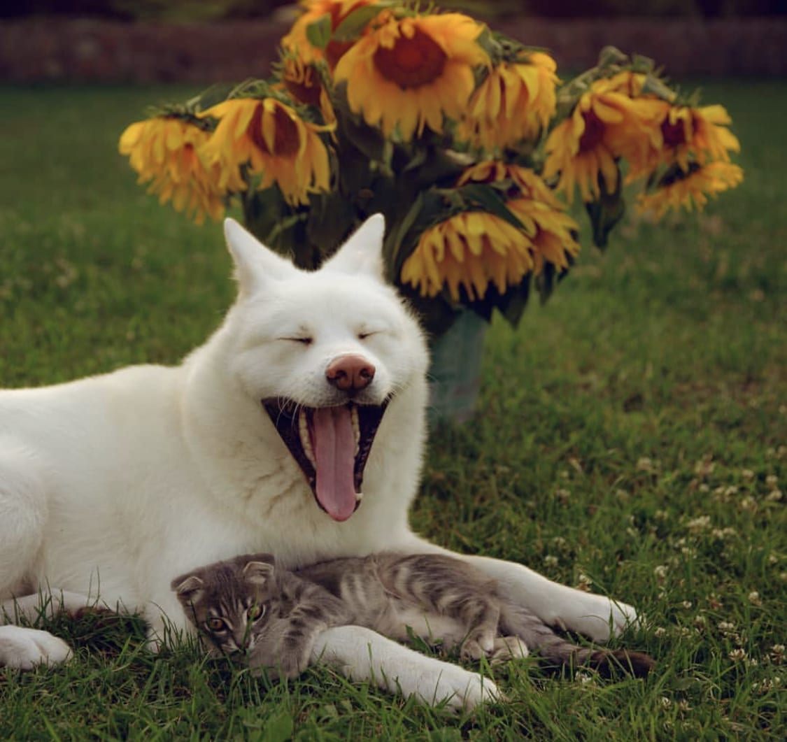 Akita lying on the grass while yawning showing her wide mouth and a cat lying on top of her arms and with a bunch of sunflower in a bucket behind them