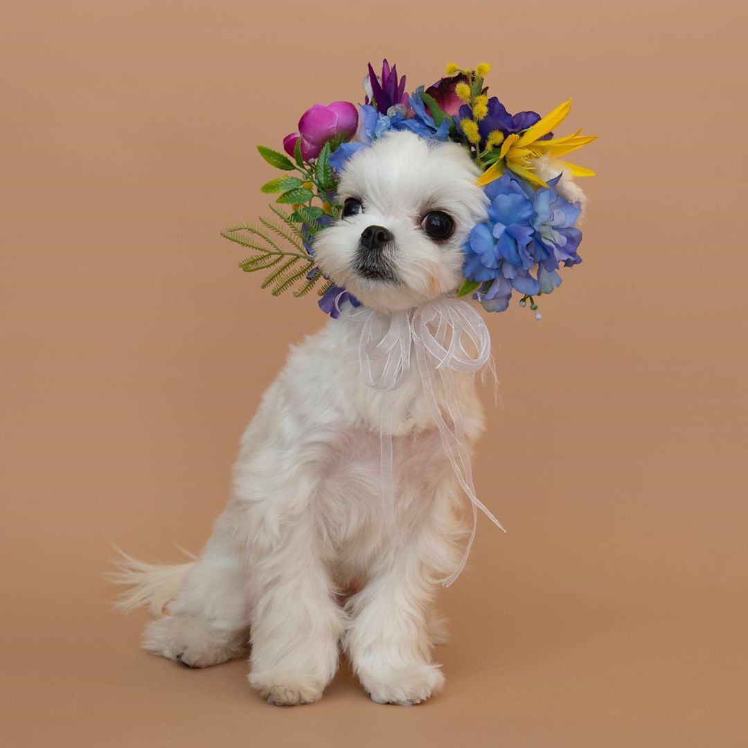 A Maltese wearing a floral crown