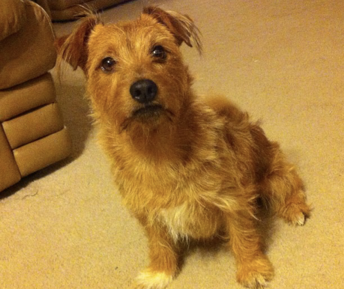 Jack Yorkie sitting on the floor