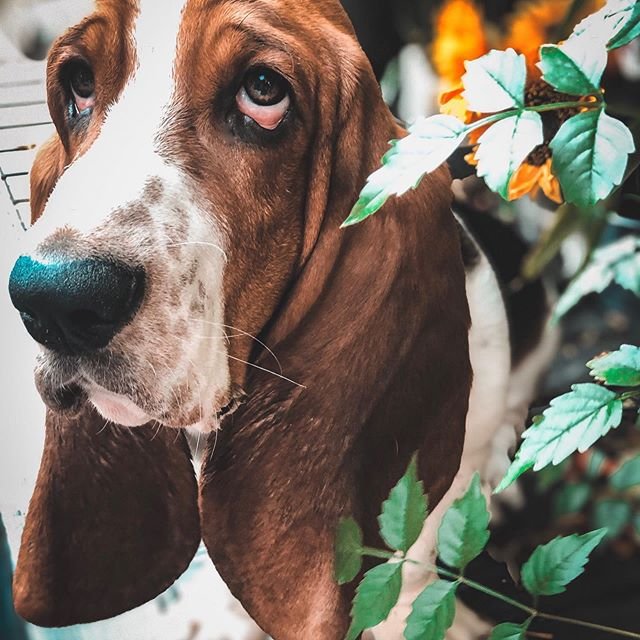 Basset Hound in the garden