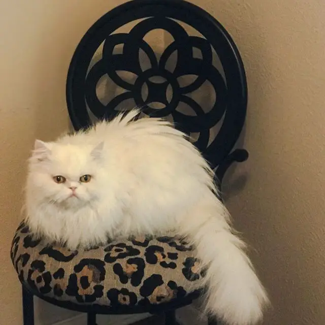 A Persian Cat lying on top of the chair