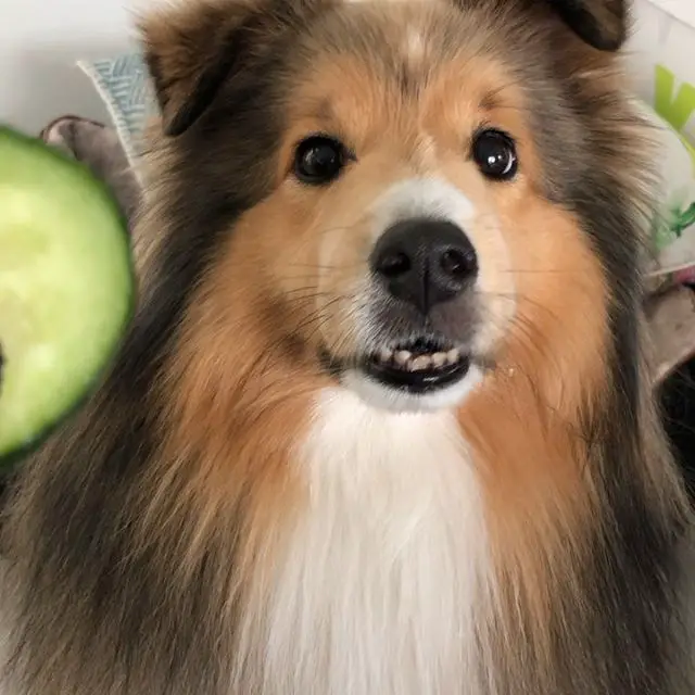 A Sheltie sitting on the bed with its begging face