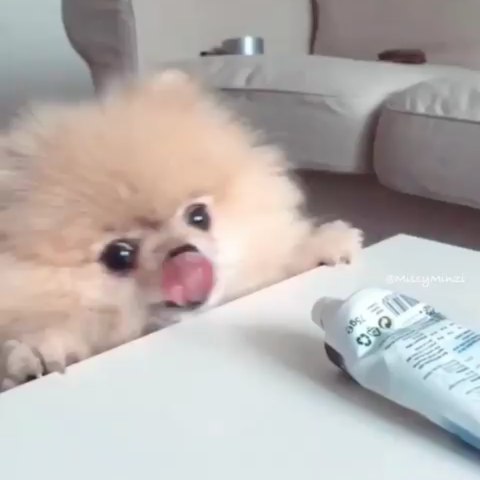 A Pomeranian leaning towards the table while licking its mouth and staring at the tube