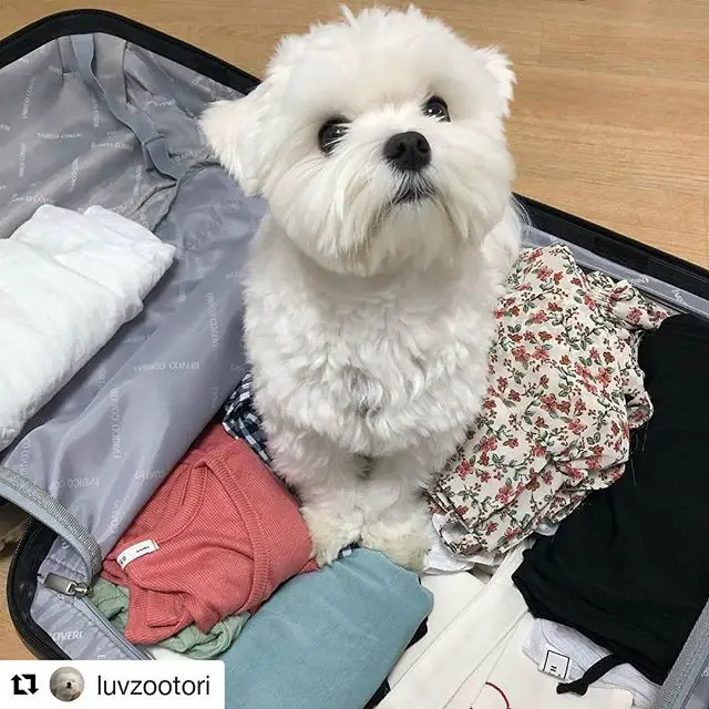 A Maltese sitting inside the suit case filled with folded close while looking up with its begging face