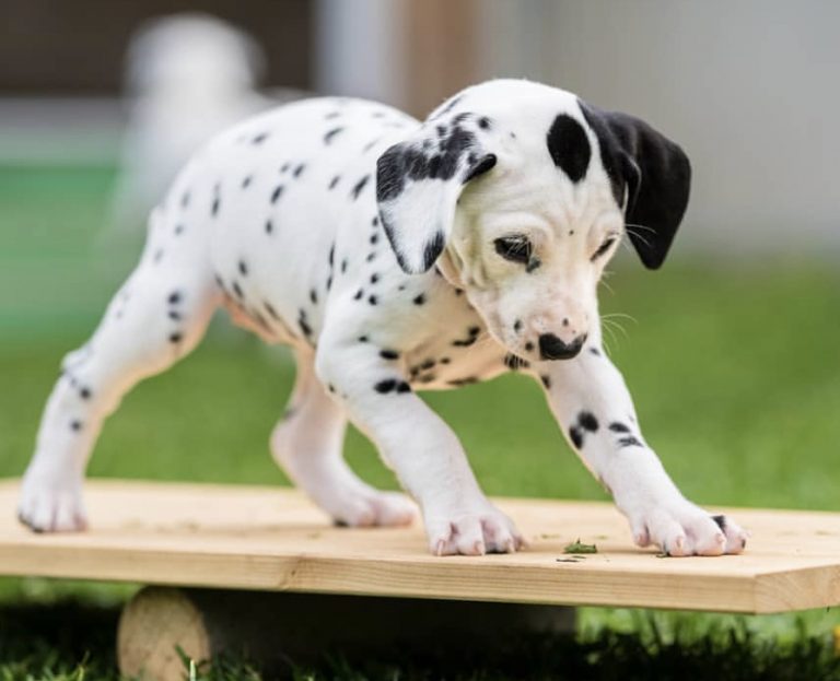 A Dalmatian puppy standing on top of the wood in the yard