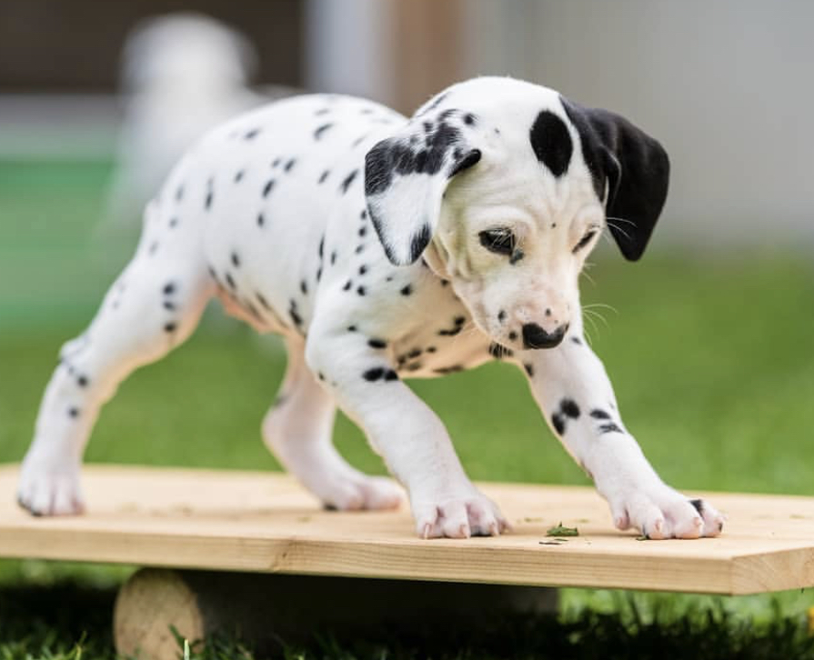 14 Photos That Prove That Dalmatian Puppies are the Cutest