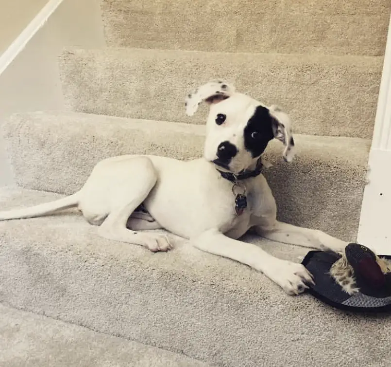 A Boston Dalmatian lying on the stairway while tilting its head
