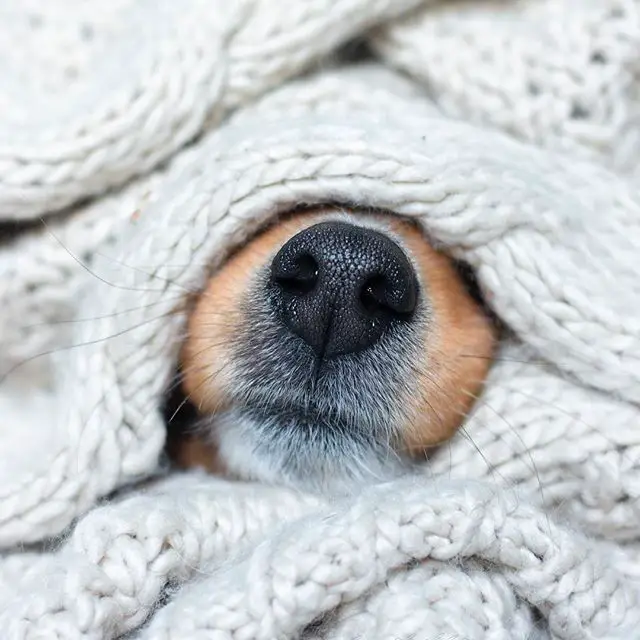 A Sheltie covered in blanket with only its nose showing