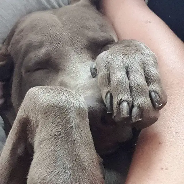 A Weimaraner sleeping with its paw on its face