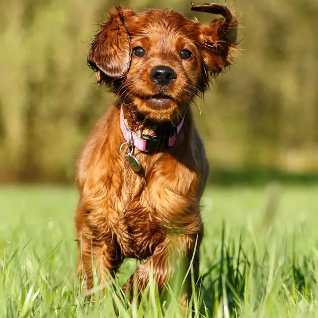 An Irish Setter puppy running in the grass