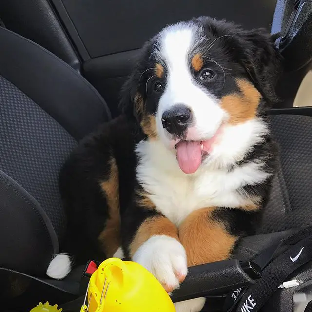 Bernese Mountain puppy siting inside the car seat with its tongue sticking out