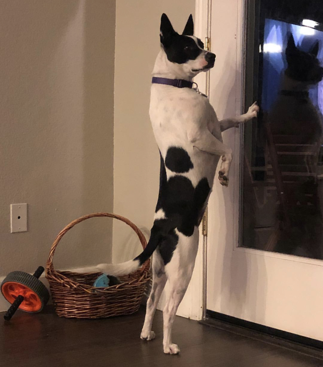 A Boston Bull Terrier standing up looking outside the window with its one paw leaning on the glass
