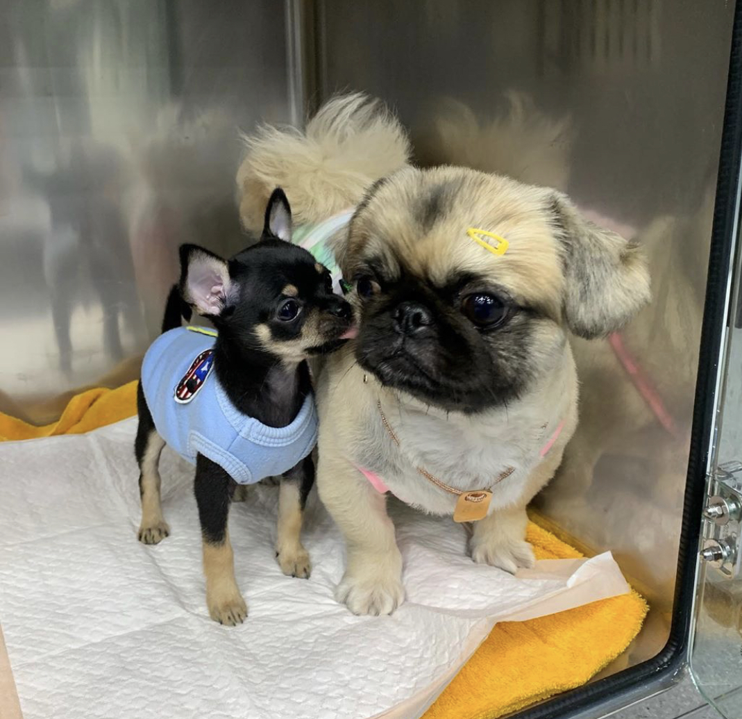 a chihuahua licking the face of a Pekingeses dog
