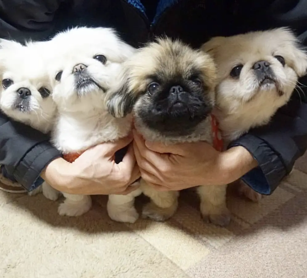woman holding four Pekingeses puppies