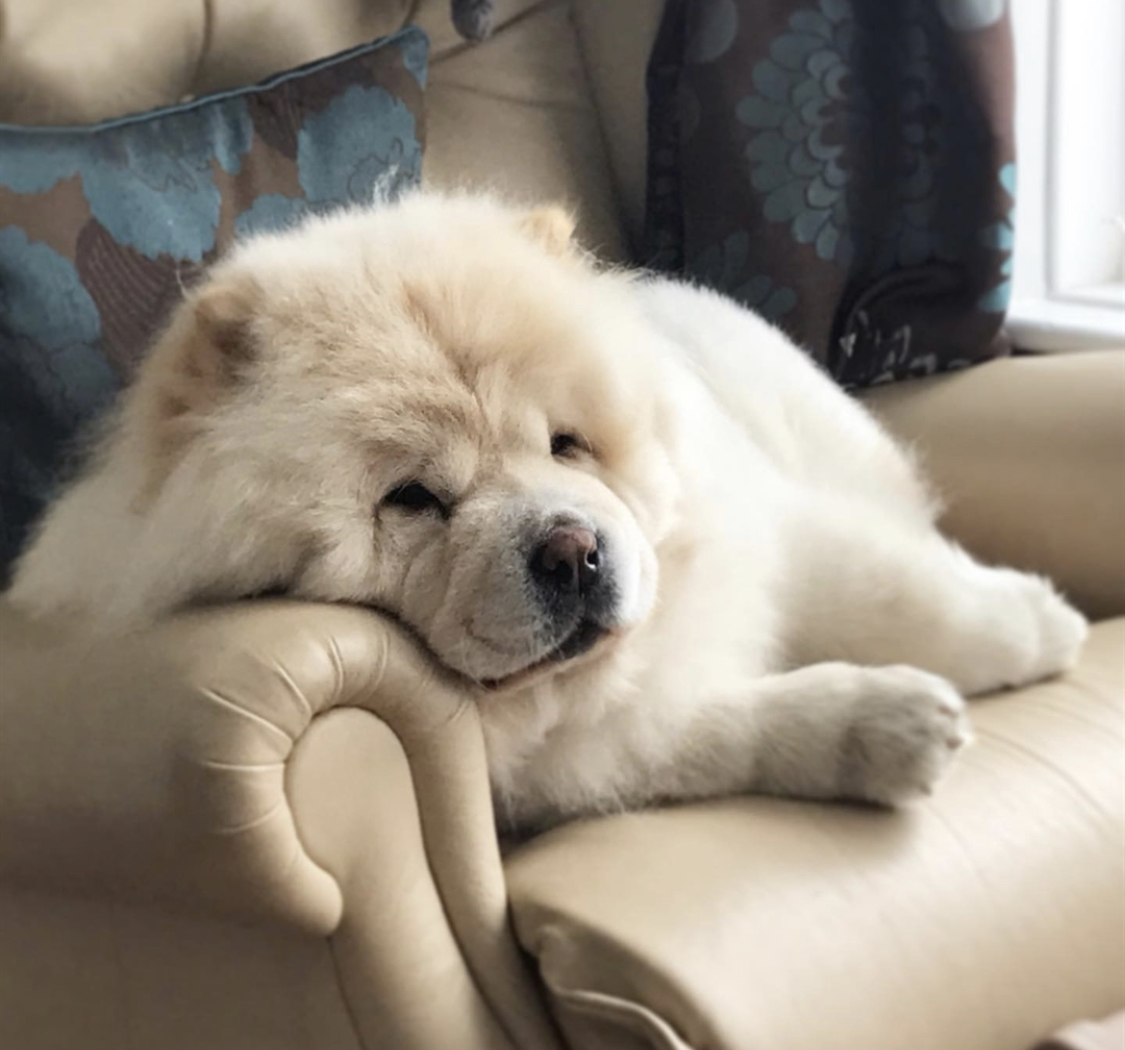 A Chow Chow lying on the couch