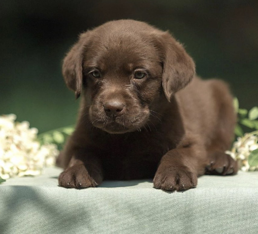 a chocolate Labrador Retriever puppy lying on top of the table in the garden