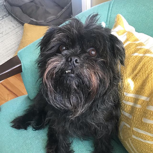 An Affenpinscher sitting on the chair