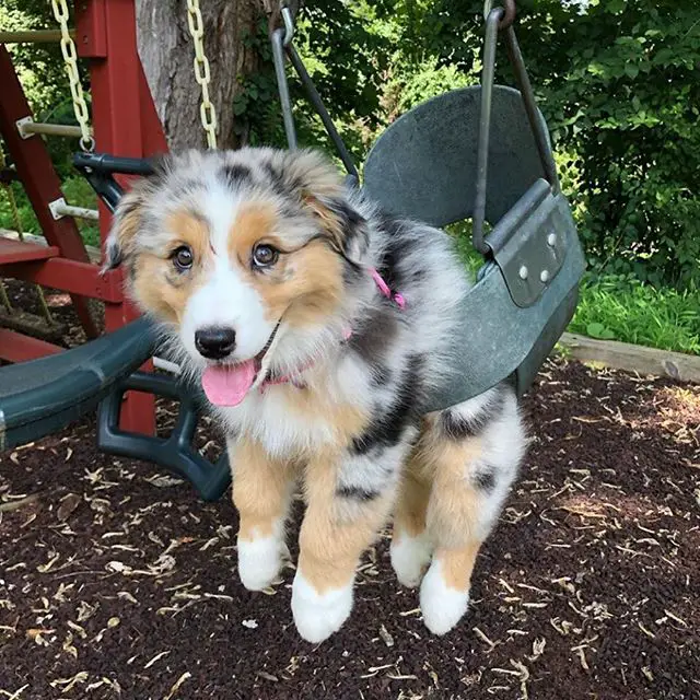 An Australian Shepherd puppy in a swing at the playground