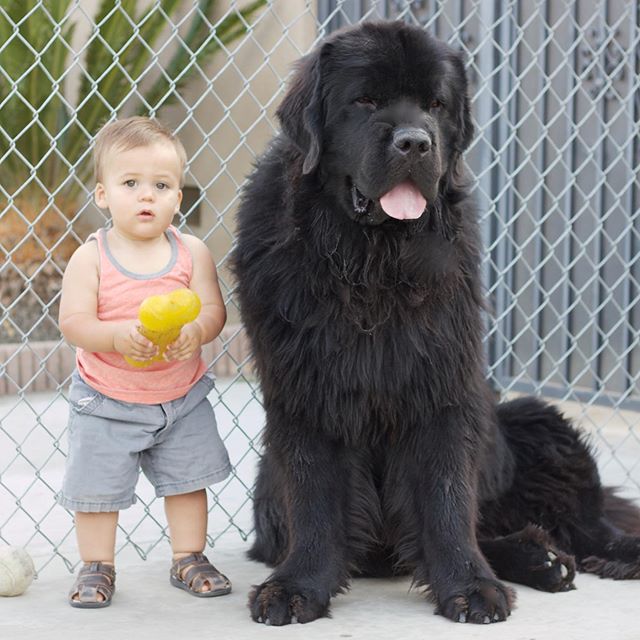 A black Newfoundland sitting on the pavement next to a toddler holding a toy