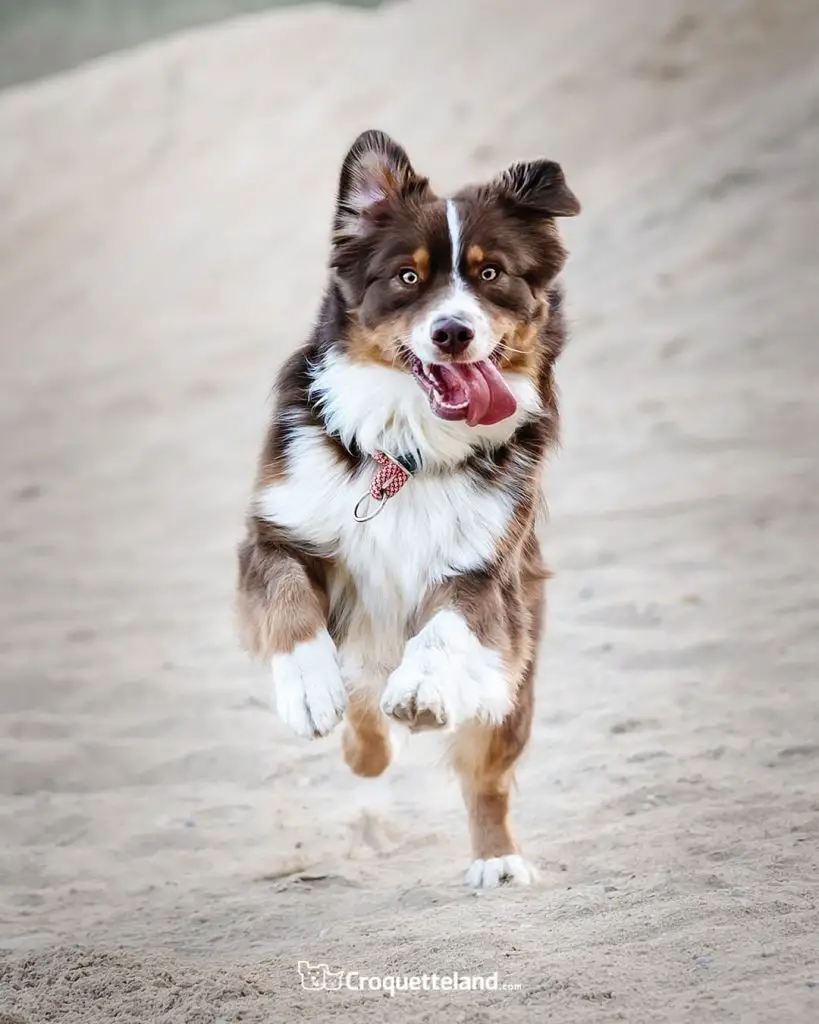 14 Surprising Australian Shepherd Facts You Might Not Know