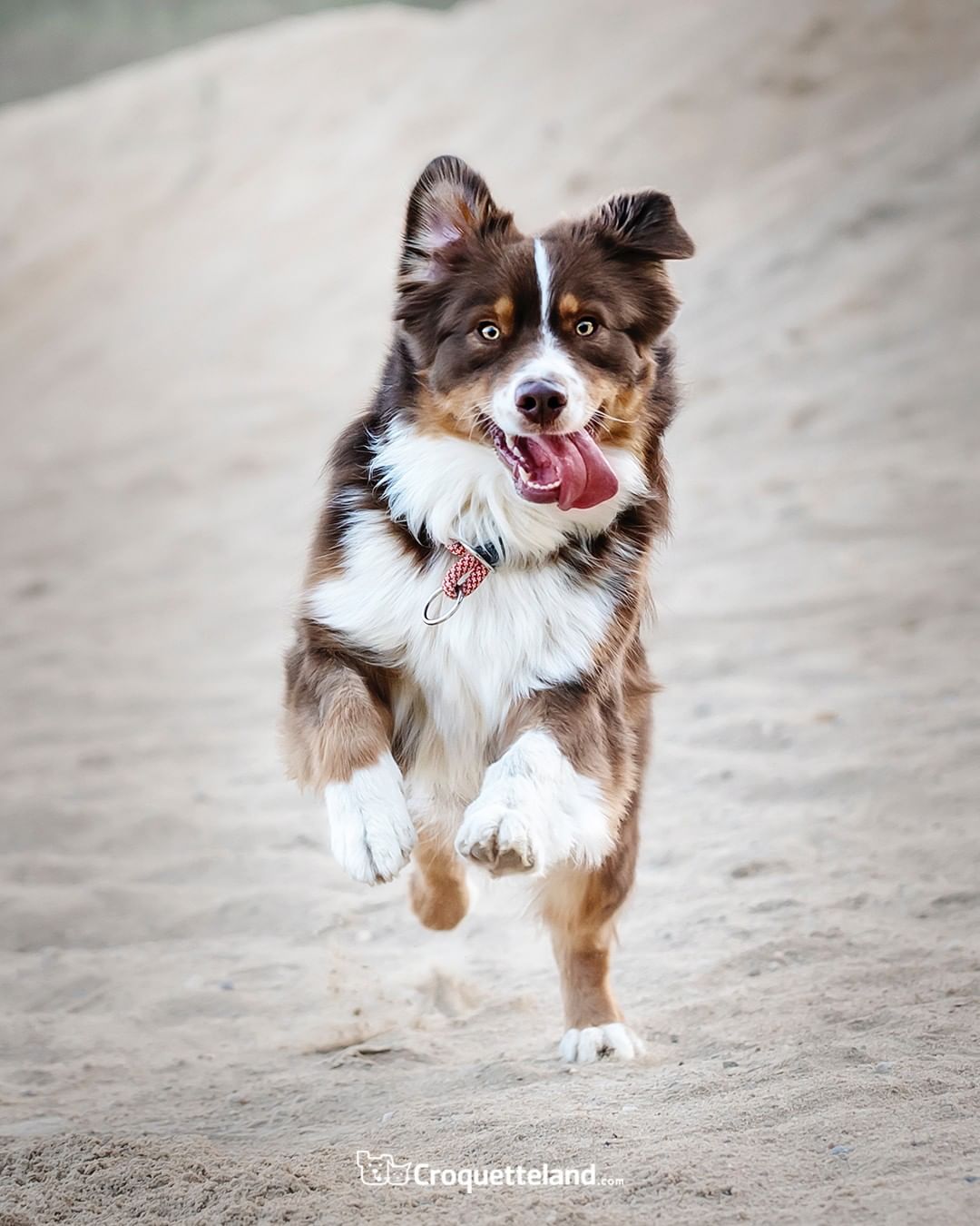 An Australian Shepherd running in the sand with its tongue out