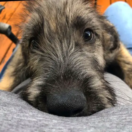 An Irish Wolfhound puppy on the lap of a person with its adorable face