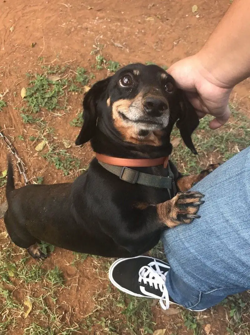 Dachshund standing up against the leg of a man with its sweet smiling face
