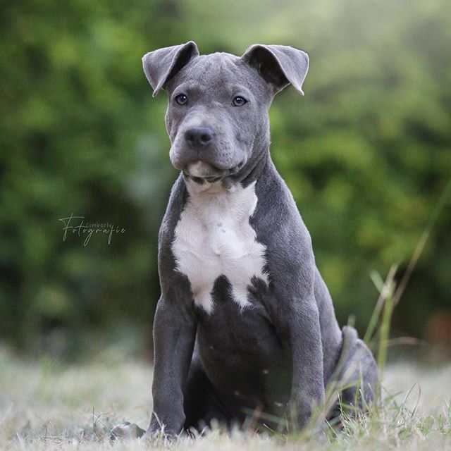 An American Staffordshire Terrier puppy sitting on the grass