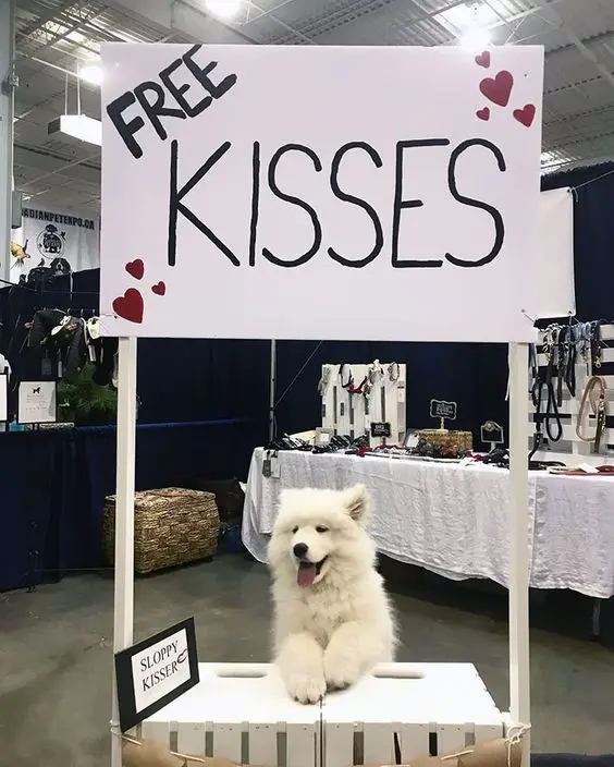 A Samoyed Dog sitting behind the stall with sign - Free Kisses