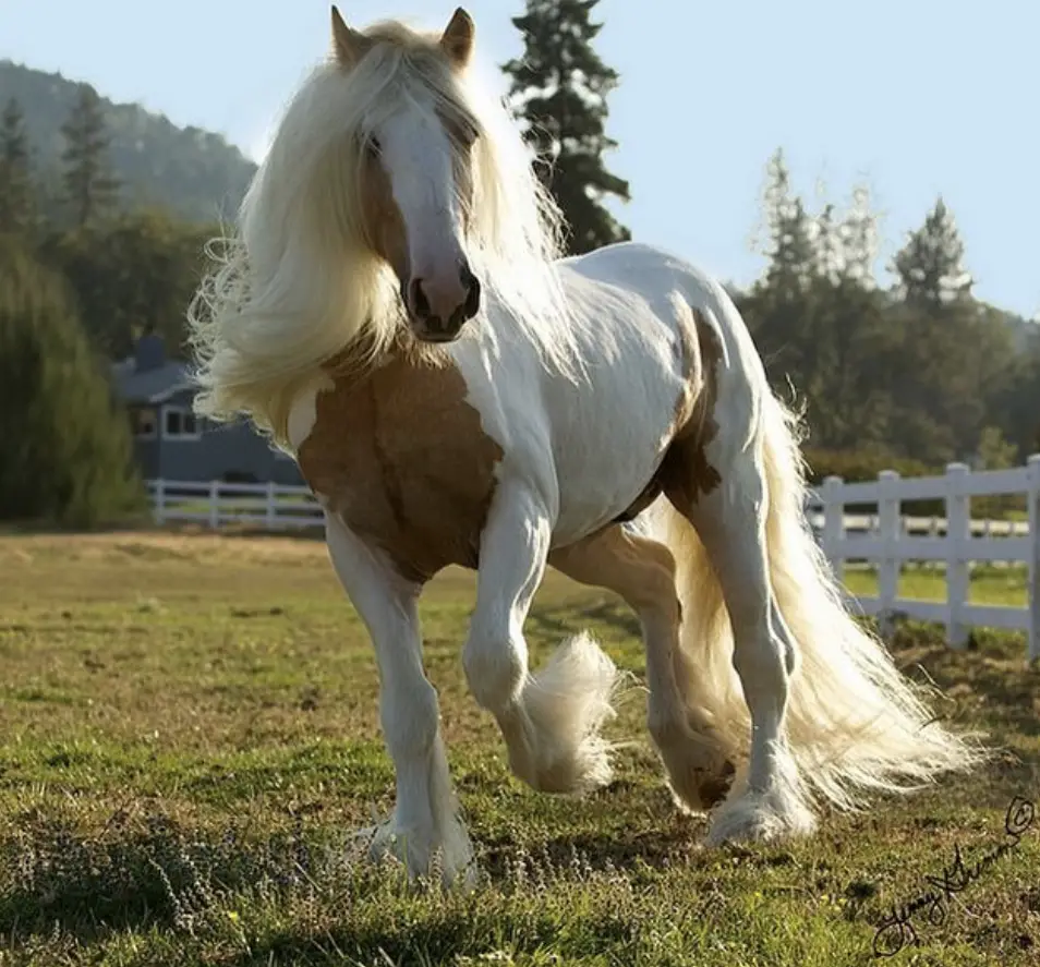 a white horse with soft long hair running in the field