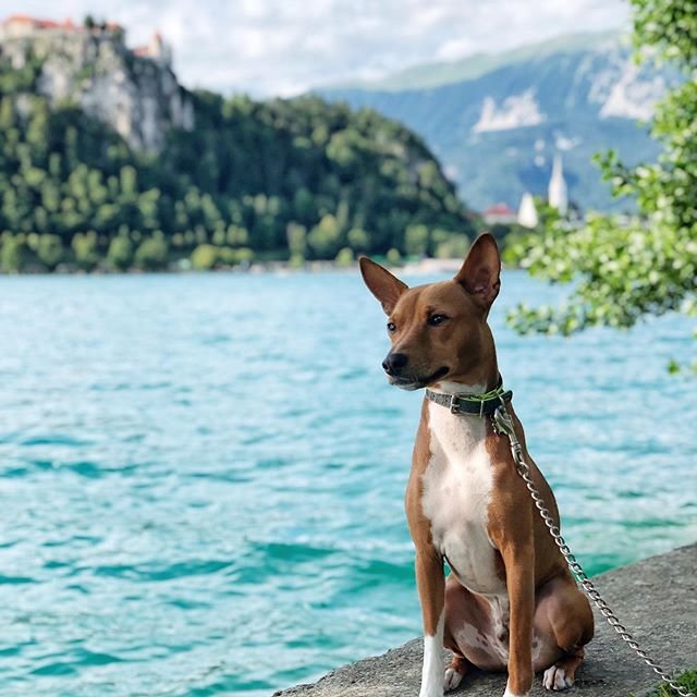 A Basenji sitting on the pavement by the beac