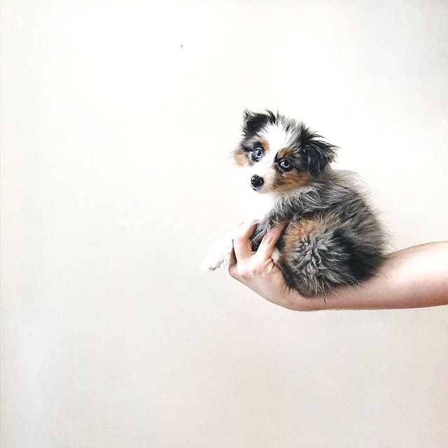 An Australian Shepherd puppy sitting on top of the hand of a person
