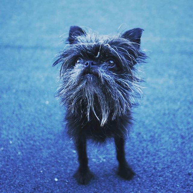 A Affenpinscher standing on the pavement