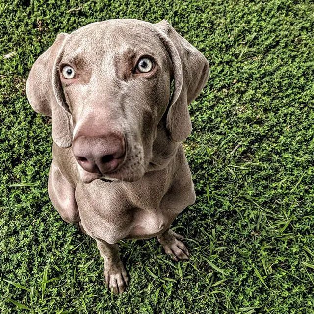 A Weimaraner sitting on the grass while staring hard
