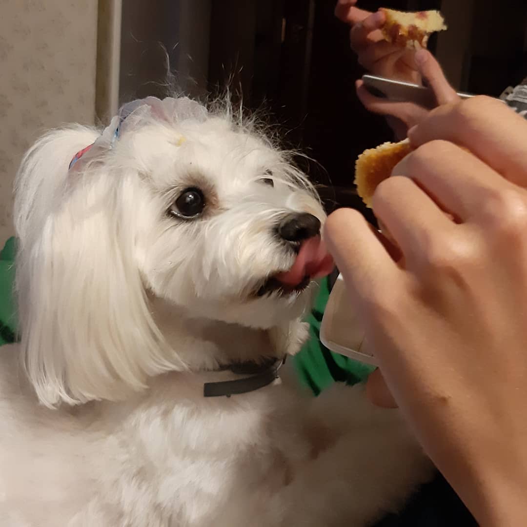 A Maltese staring at the food in the hand of a person while licking its mouth