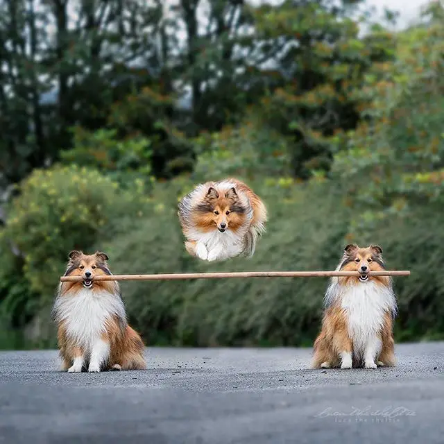 A Sheltie jummping over the stick being held by two Shelties on both edges with their mouths