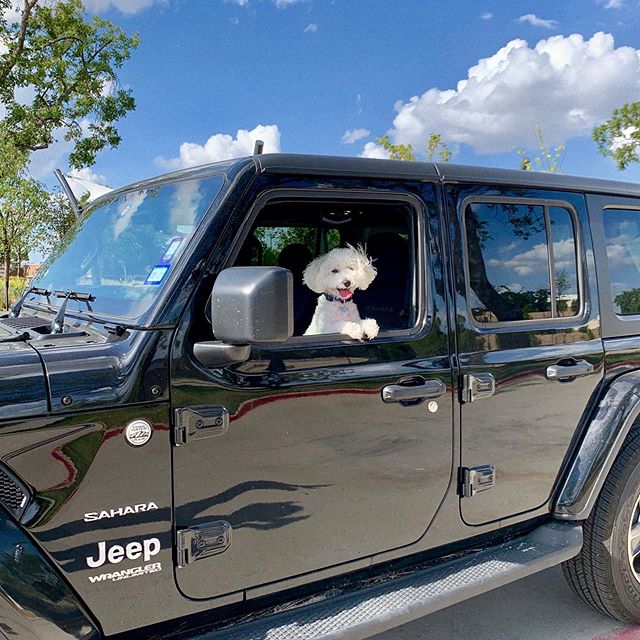 white Havanese standing up inside the car by the window