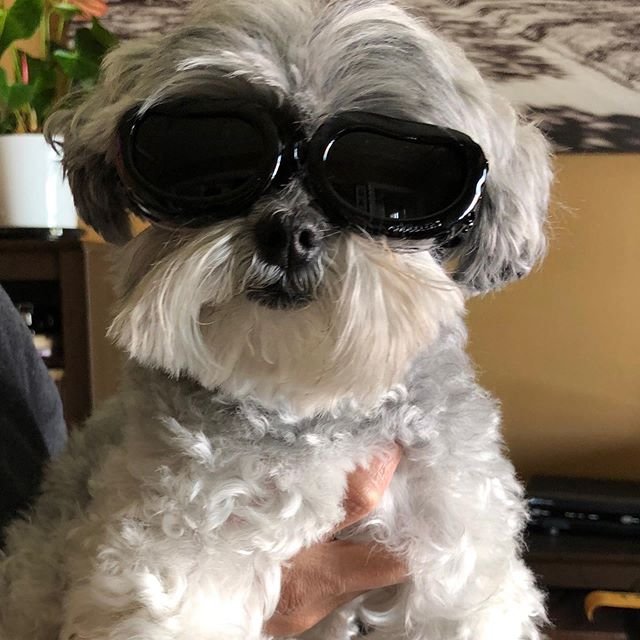 A white Affenpinscher wearing sunglasses while being carried by a person