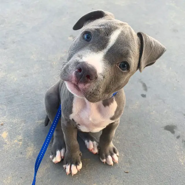 An American Staffordshire Terrier puppy sitting on the pavement