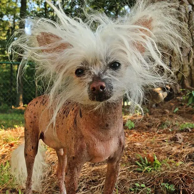 A Chinese Crested Dog with a messy hair standing in the forest