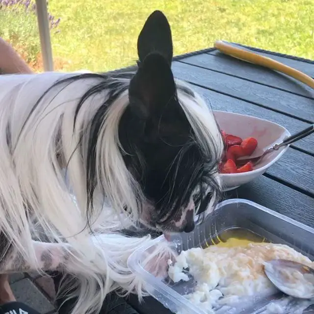A Chinese Crested Dog on top of the table licking the food from a container