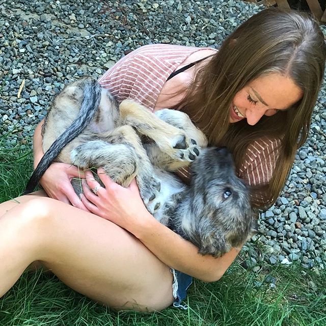 A woman carrying a Irish Wolfhound puppy in her arms while sitting on the grass