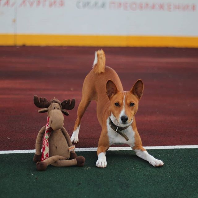 A Basenji in bowl playing position in the field next to its reindeer stuffed toy