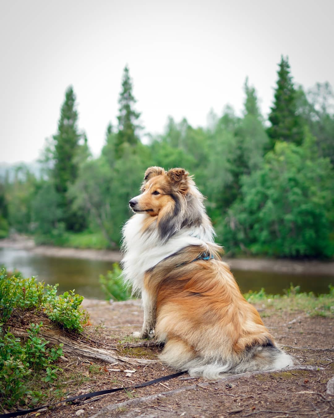 A Sheltie sitting by the lake
