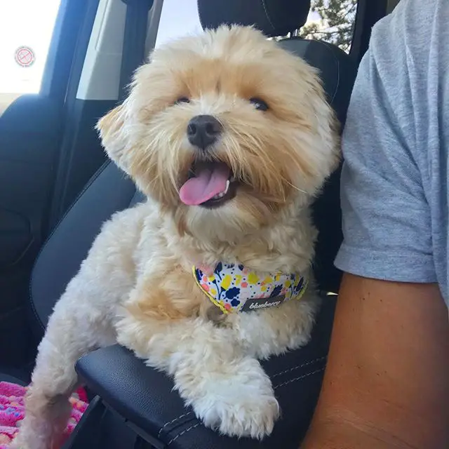 apricot Havanese inside the car beside its owner in the driver's seat