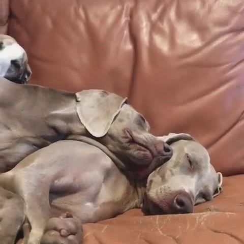 two Weimaraners lying on the couch