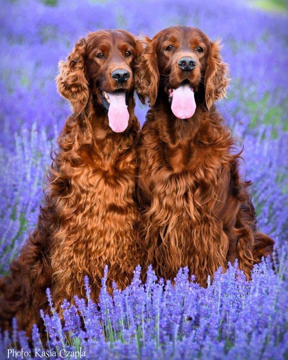 two Irish Setter sitting in the field of lavenders while smiling with their tongue out