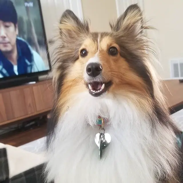 A Sheltie in the living room with its mouth open
