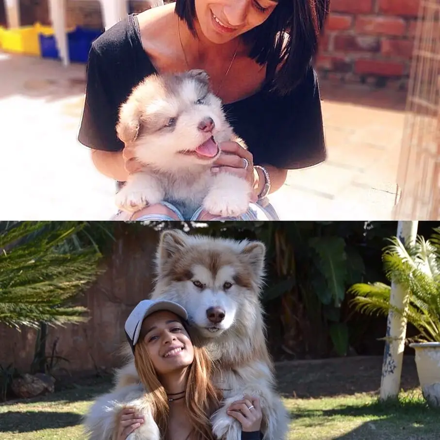 Woman with her Alaskan Malamute puppy and it as adult