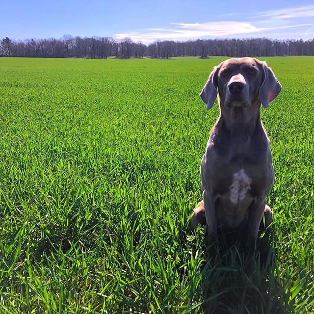 A Weimaraner sitting on the field of grass